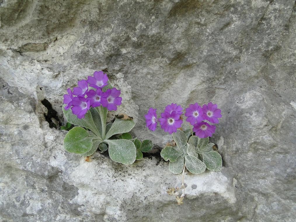 Primula albenensis / Primula del M. Alben
